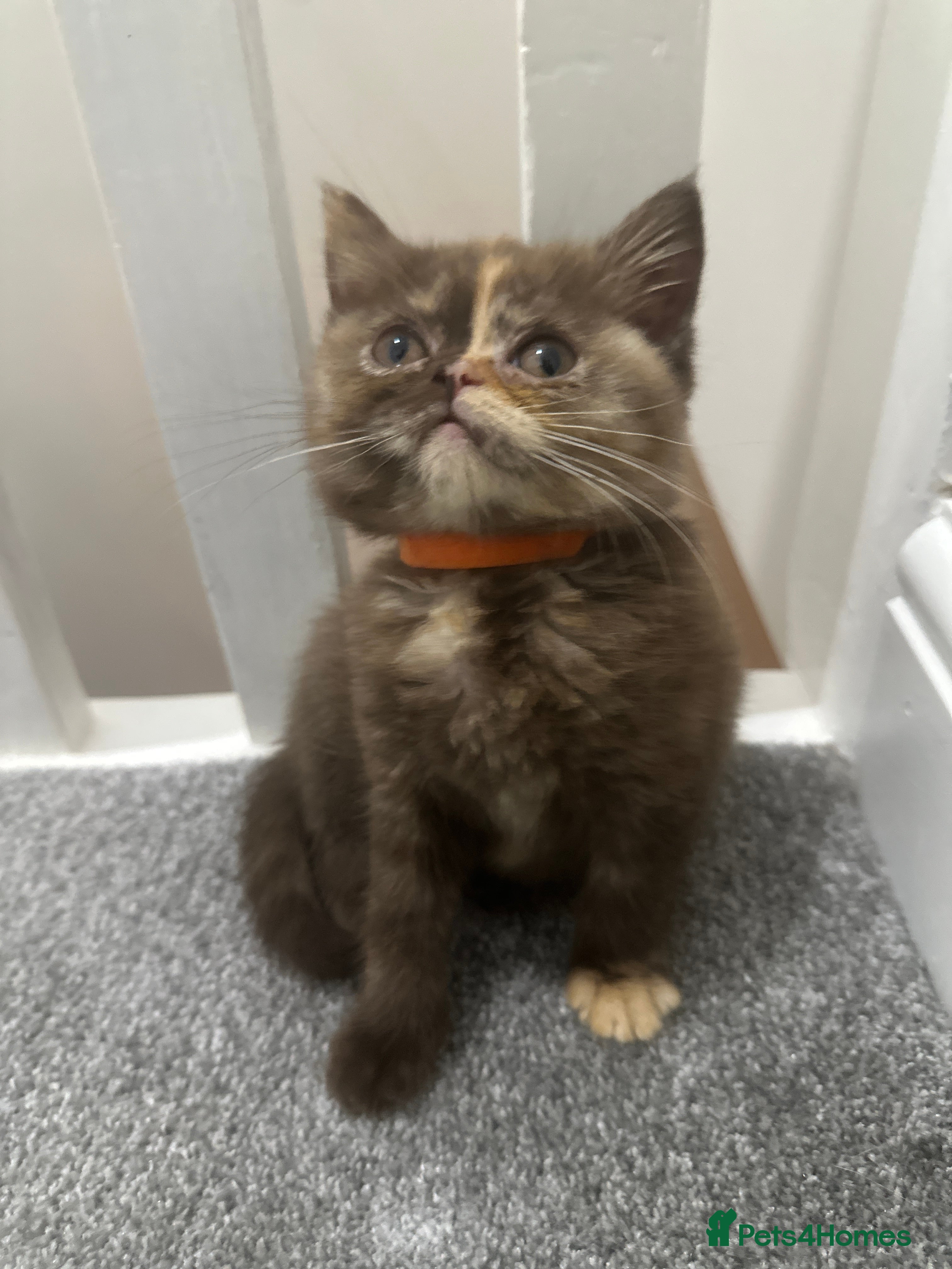 British Shorthair cats 😻LAST GORGEOUS TORTIE READY FOR NEW HOME😻🎀 - Advert 5