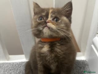 British Shorthair cats 😻LAST GORGEOUS TORTIE READY FOR NEW HOME😻🎀 - Advert 5
