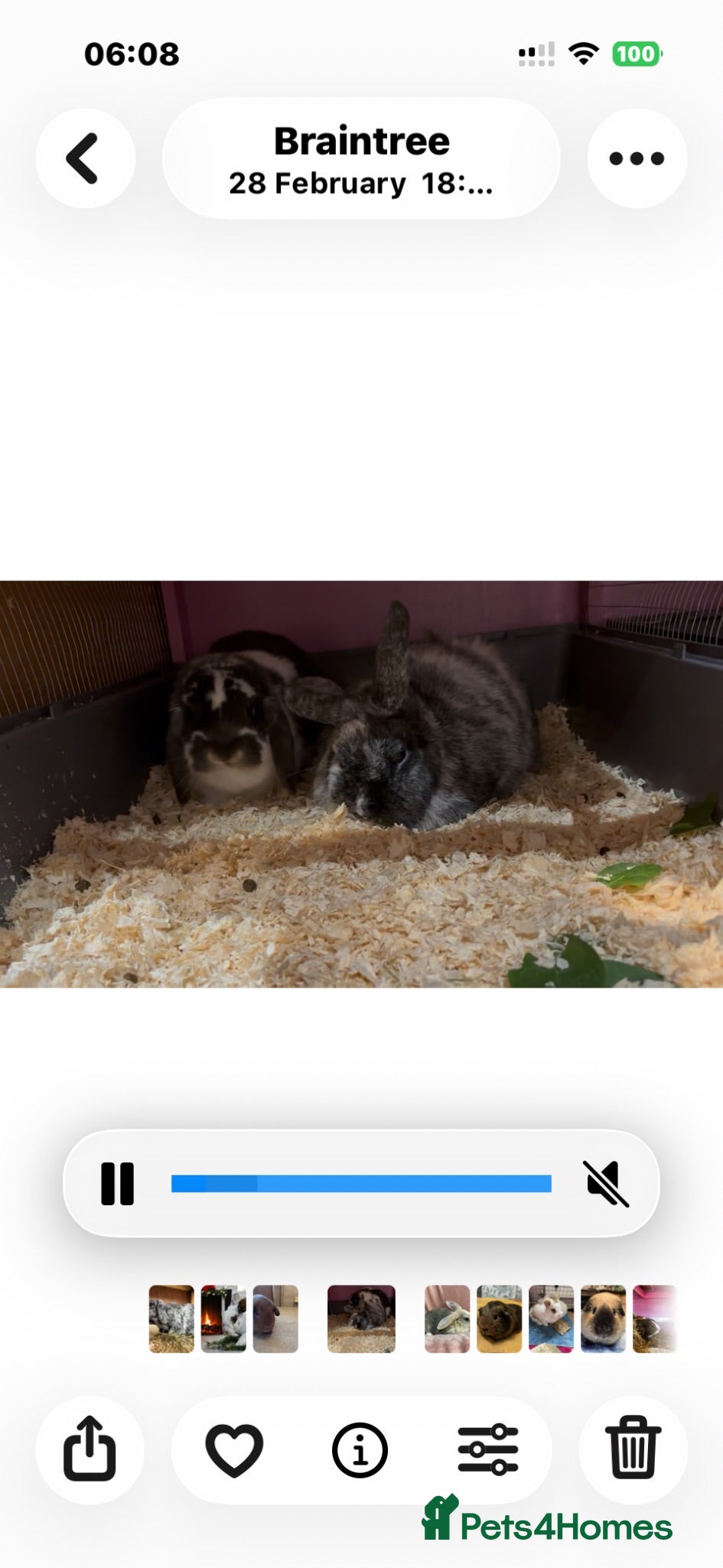 Mixed Breed rabbits Two bonded male and female rabbits - Advert 1
