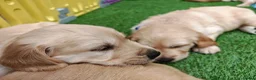 Golden Retriever dogs for sale: READY TO RESERVE  in Bradford - Advert 9