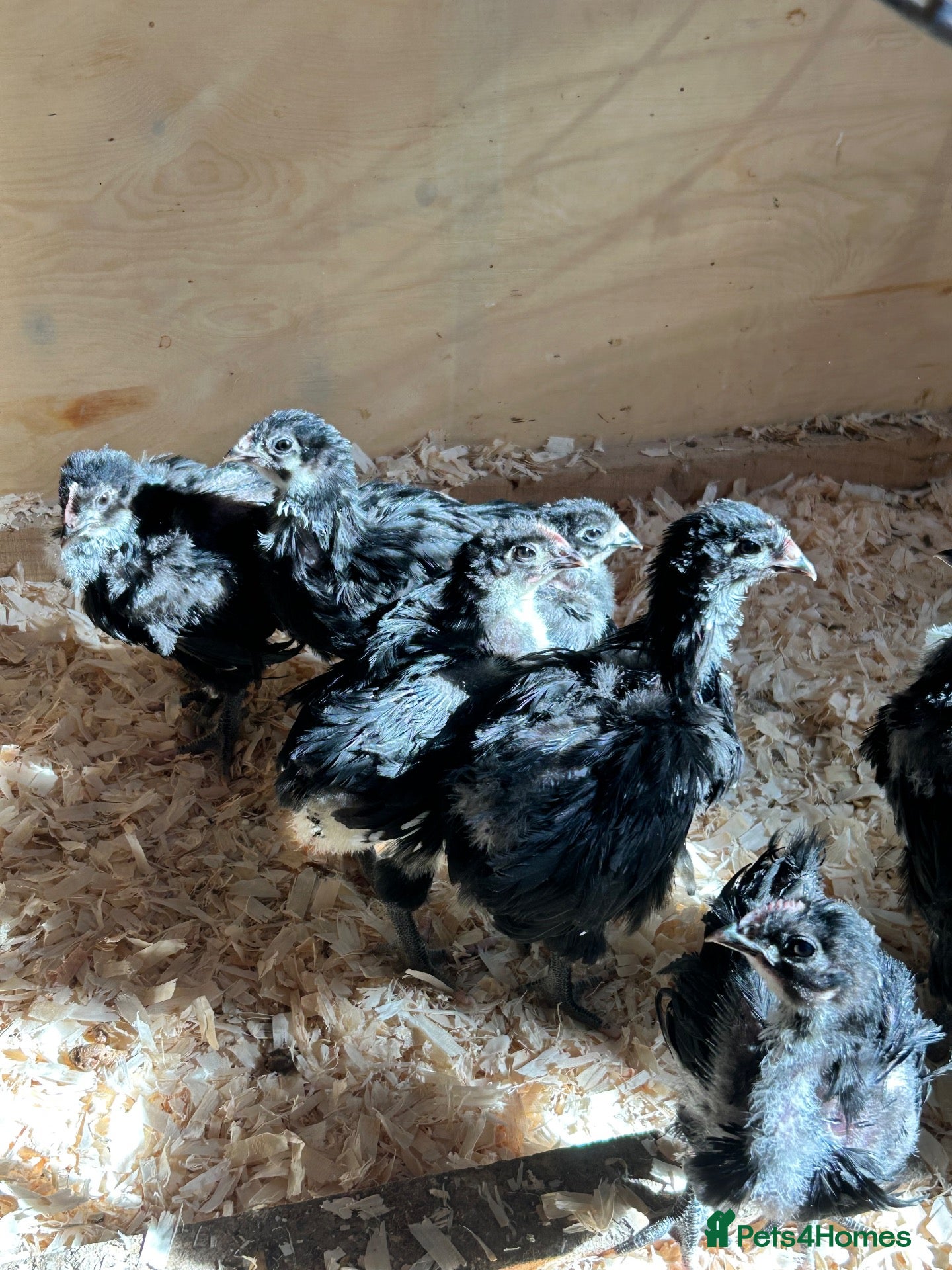Chickens poultry Black buff Orpington chicks - Advert 3