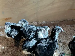 Chickens poultry Black buff Orpington chicks - Advert 3