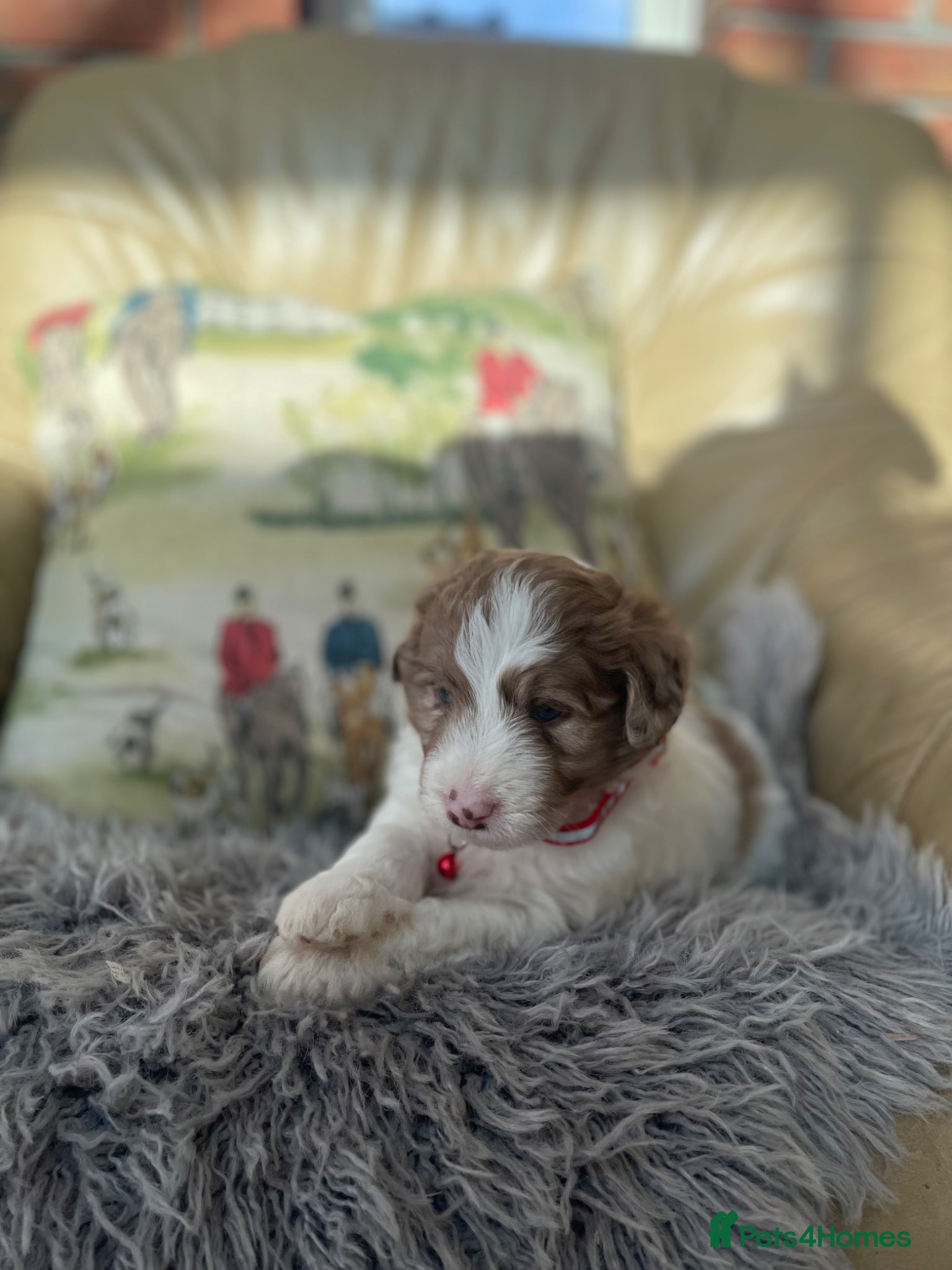 Bordoodle dogs Bordoodle boys and girls - Advert 1