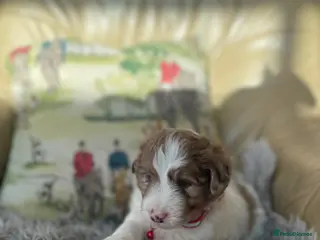 Bordoodle dogs Bordoodle boys and girls - Advert 1