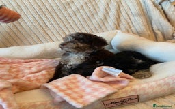 Miniature Poodle dogs for sale: ❤️🐶beautiful Merle miniature poodles girls🐶❤️ - Image 19