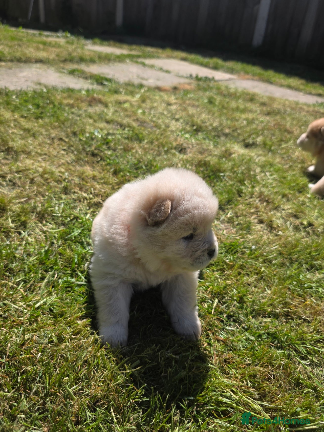 Chow Chow dogs Beautiful Merle Chow Chow Puppies – Ready May - Advert 18