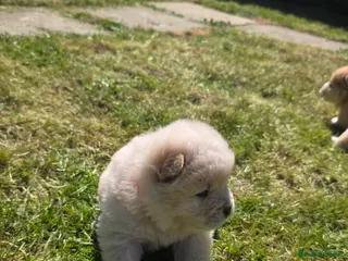 Chow Chow dogs Beautiful Merle Chow Chow Puppies – Ready May - Advert 20