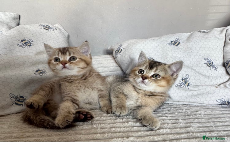 British Shorthair cats - Advert 10