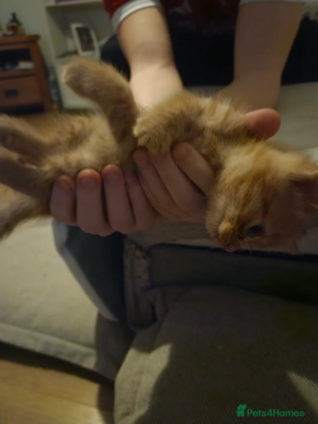 Mixed Breed cats for sale: Affectionate kittens - Advert 6