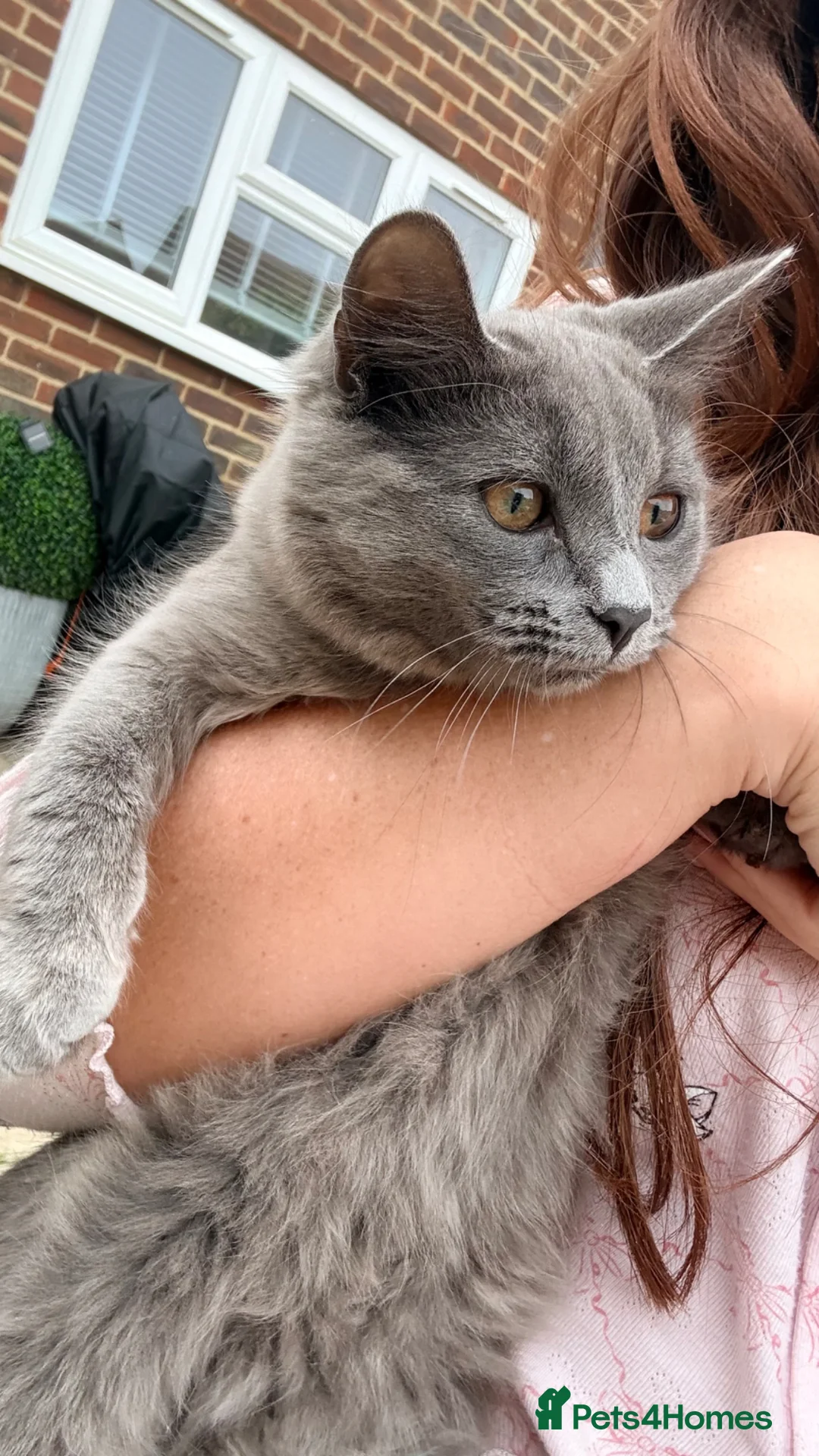 British Shorthair cats for sale: BSH X Ragdoll F 6M Kitten  in Canterbury - Advert 1