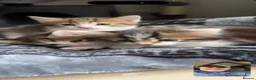 Mixed Breed cats for sale: 🐾 Fluffy Mixed Bengal Kittens - Advert 4