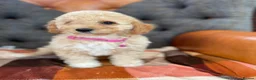 Cavapoo dogs for sale: Beautiful F1 Cavapoo puppies in Aylesford - Advert 10