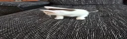 Mixed Breed cats for sale: Beautiful female kitten  in Coventry - Advert 3