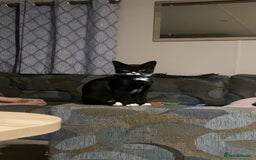 Mixed Breed cats for sale: 2 bonded males needs a home asap - Image 9