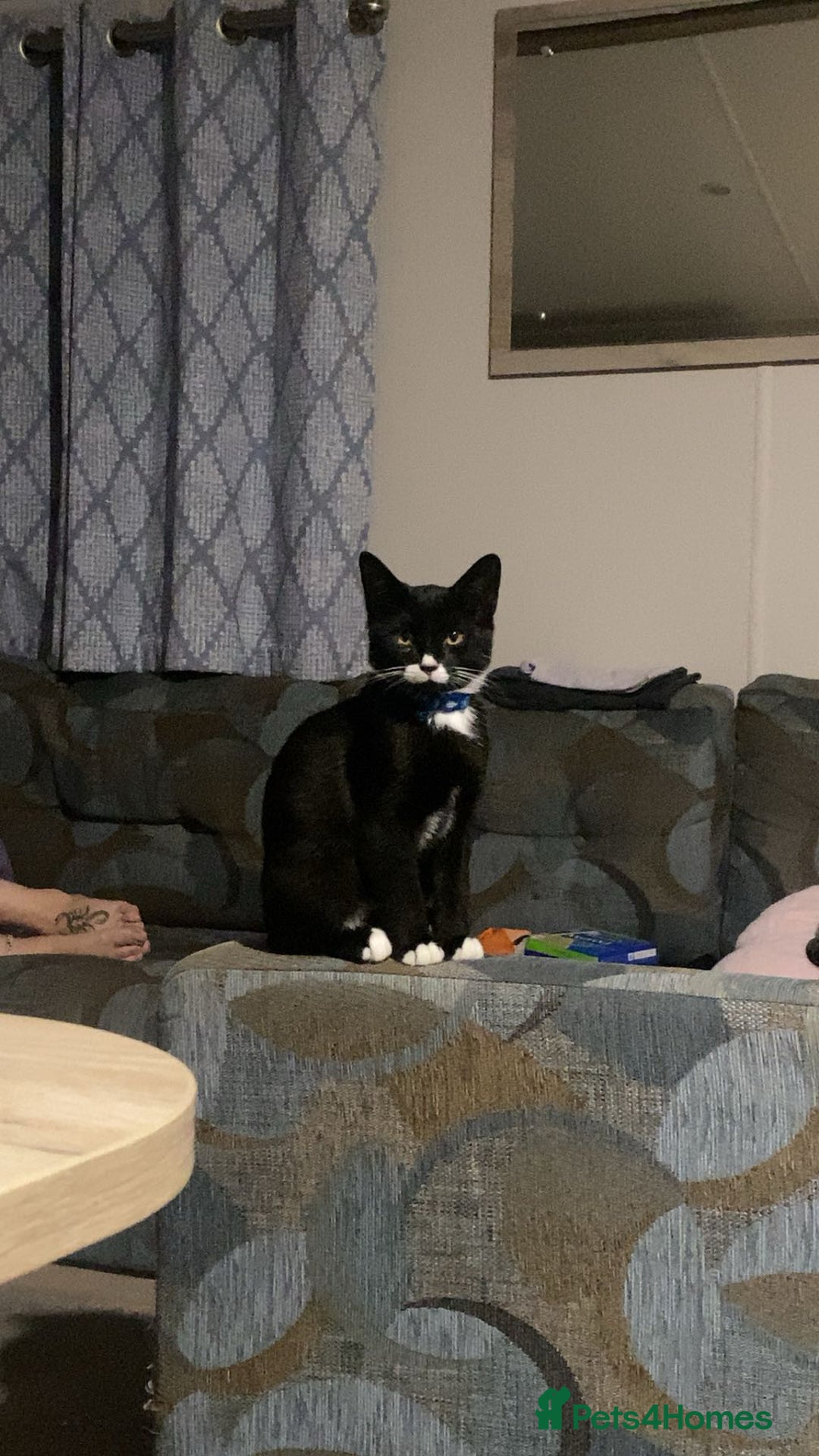 Mixed Breed cats for sale: 2 bonded males needs a home asap - Image 9