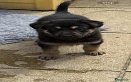 German Shepherd dogs for sale: GSD Puppies, straight back  - Image 9