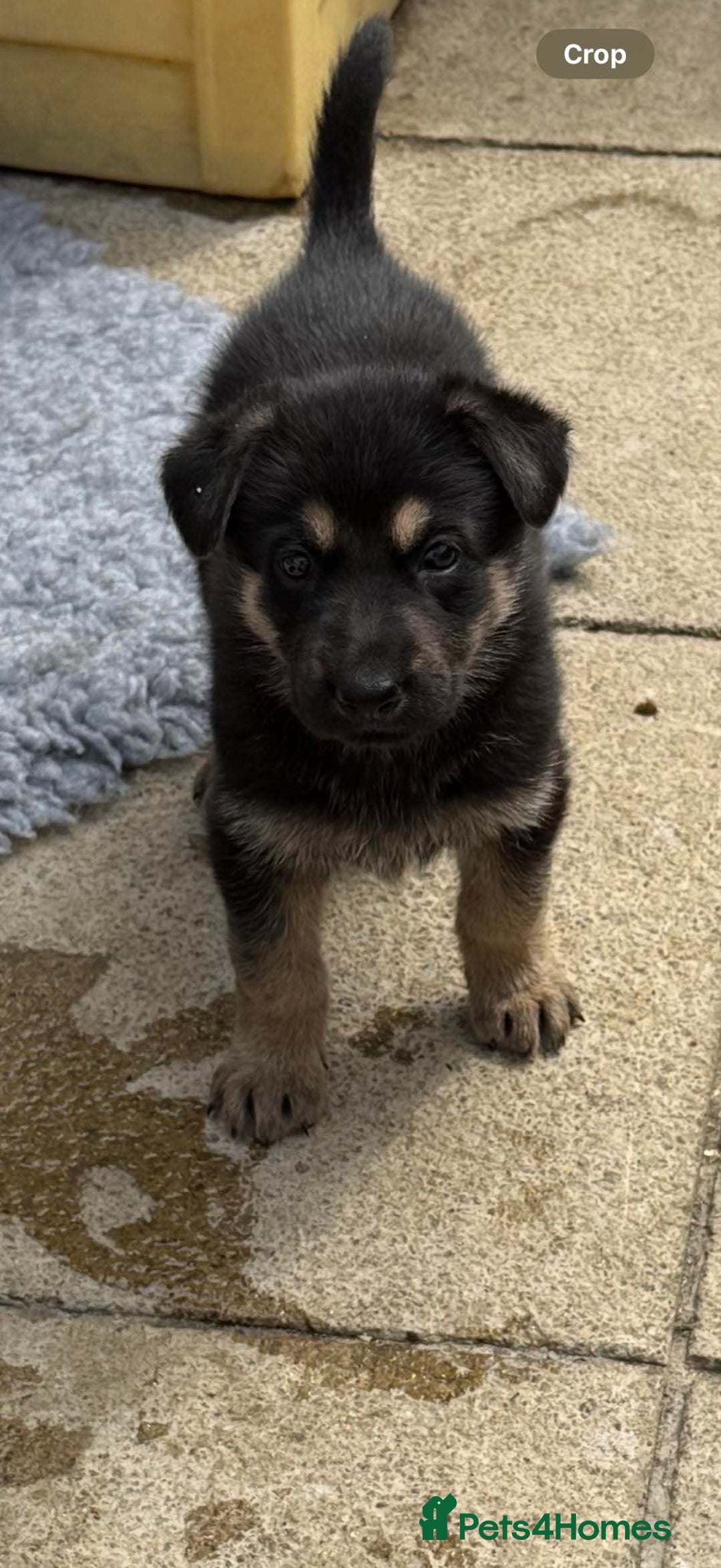 German Shepherd dogs for sale: GSD Puppies, straight back  - Image 9