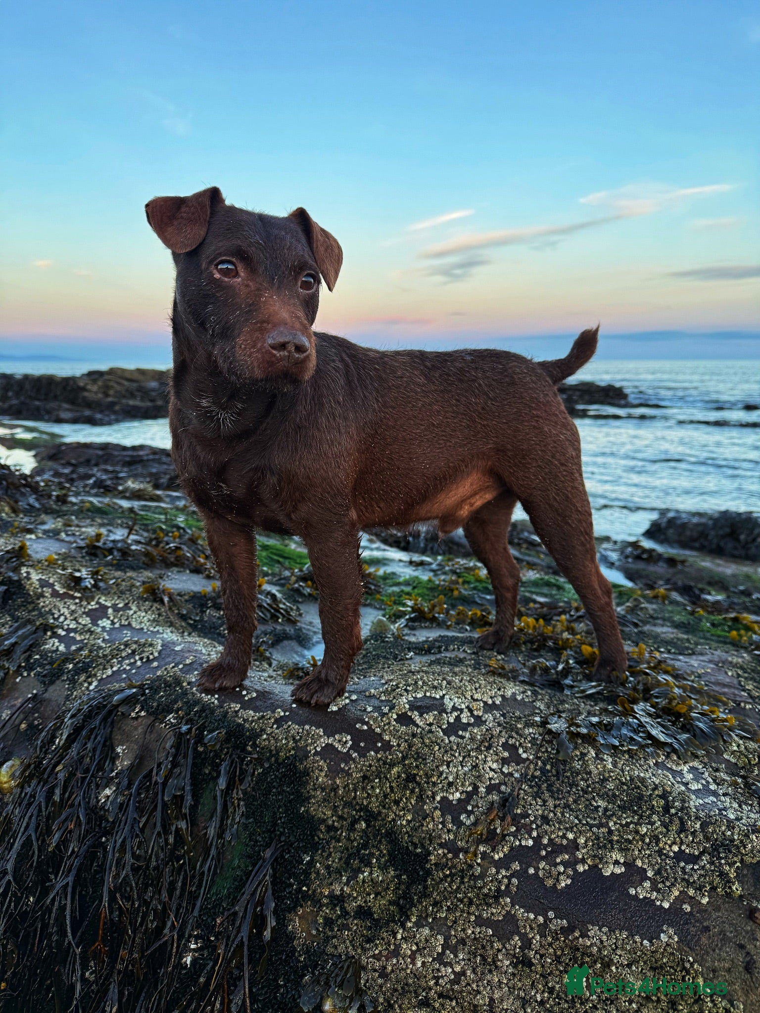 Patterdale Terrier dogs Patterdale terrier pups  - Advert 2