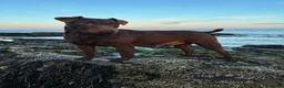 Patterdale Terrier dogs for sale: Patterdale terrier pups  - Advert 4