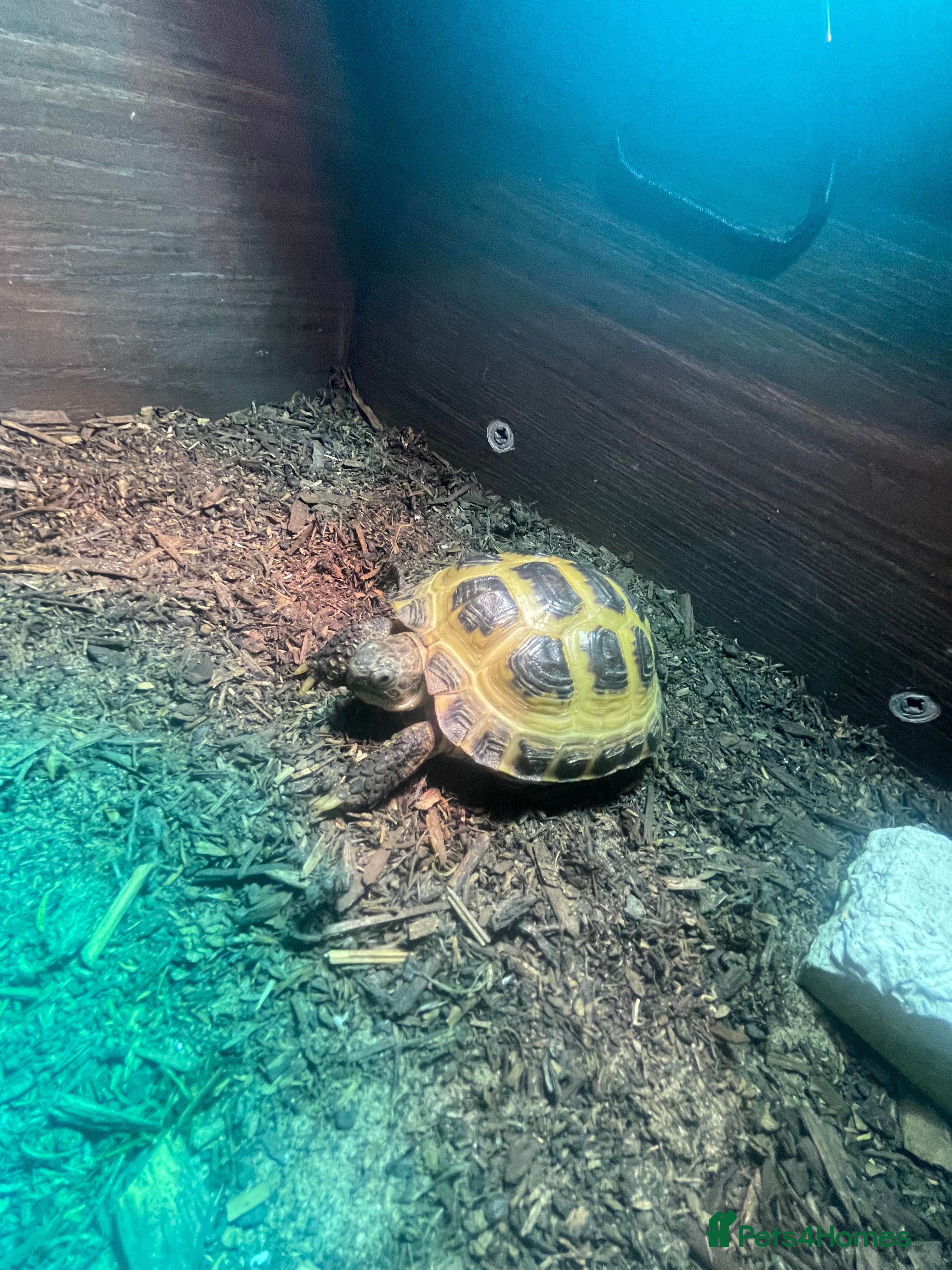 Tortoise reptiles Horsefield Tortoise - Advert 1