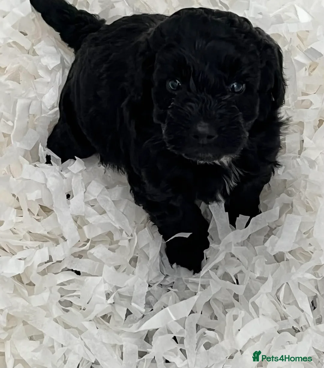 Westiepoo dogs for sale: Beautiful litter of westipoos ready to leave now  - Advert 2