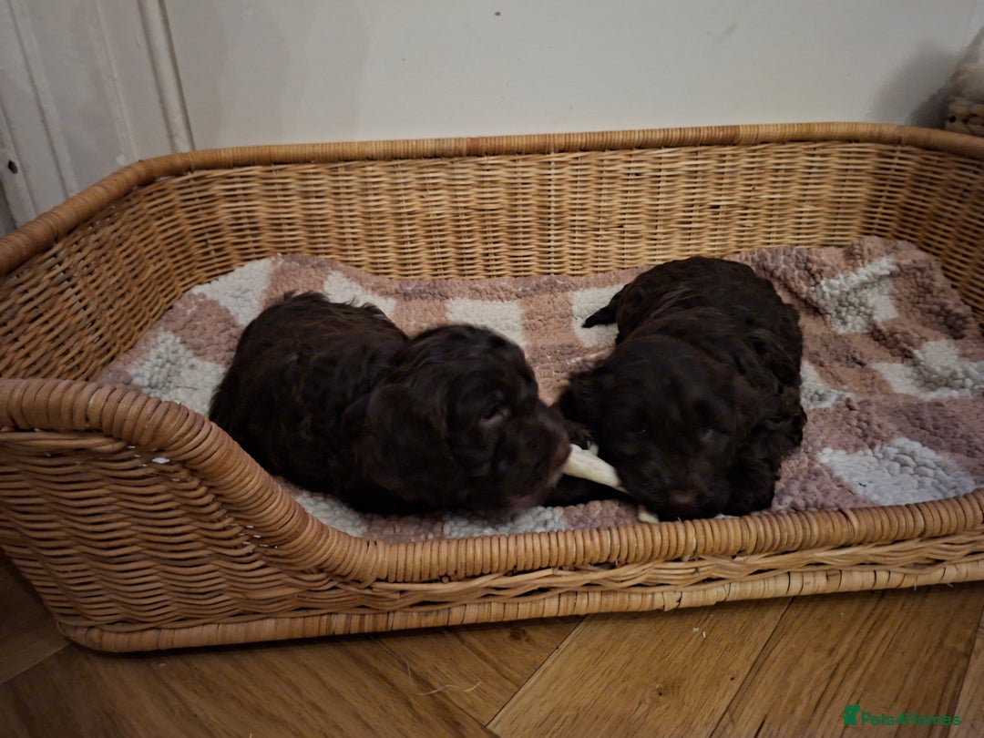 Cockapoo dogs for sale: Cockerpoos looking for forever homes - Advert 11