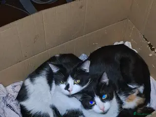 Mixed Breed cats Beautiful super fluffy mixed breed kittens - Advert 1