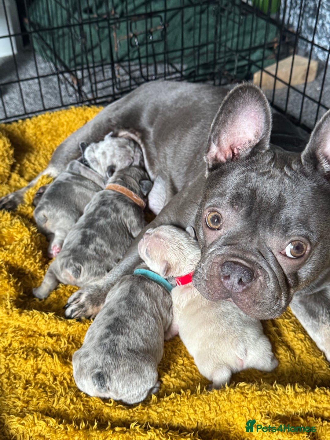 French Bulldog dogs for sale: Lilac Merle and Cream ghost Merle  in Stoke-on-Trent - Image 21
