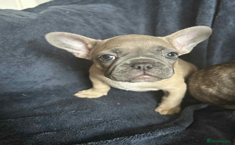 French Bulldog dogs - Advert 1