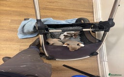 Jack Russell dogs for sale: Rare lilac and tan miniature jack russels  - Image 10