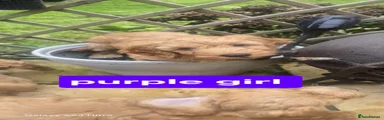 Cockapoo 6