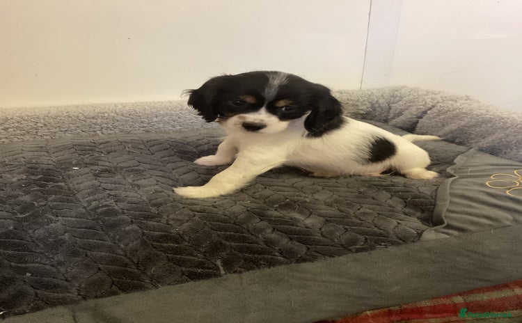 Cockalier dogs - Advert 1