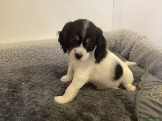 Cockalier dogs - Advert 29