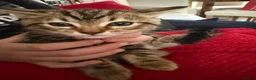 Mixed Breed cats for sale: Tabby kittens for sale in Bacup - Advert 3
