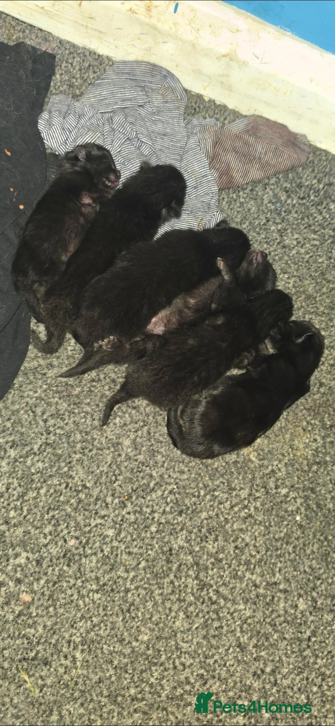 Domestic Shorthair cats for sale: 2 black shorthaired domestic kittens  in Salford - Advert 4