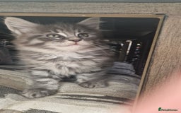 Maine Coon cats for sale: Mainecoon kitten - Image 1