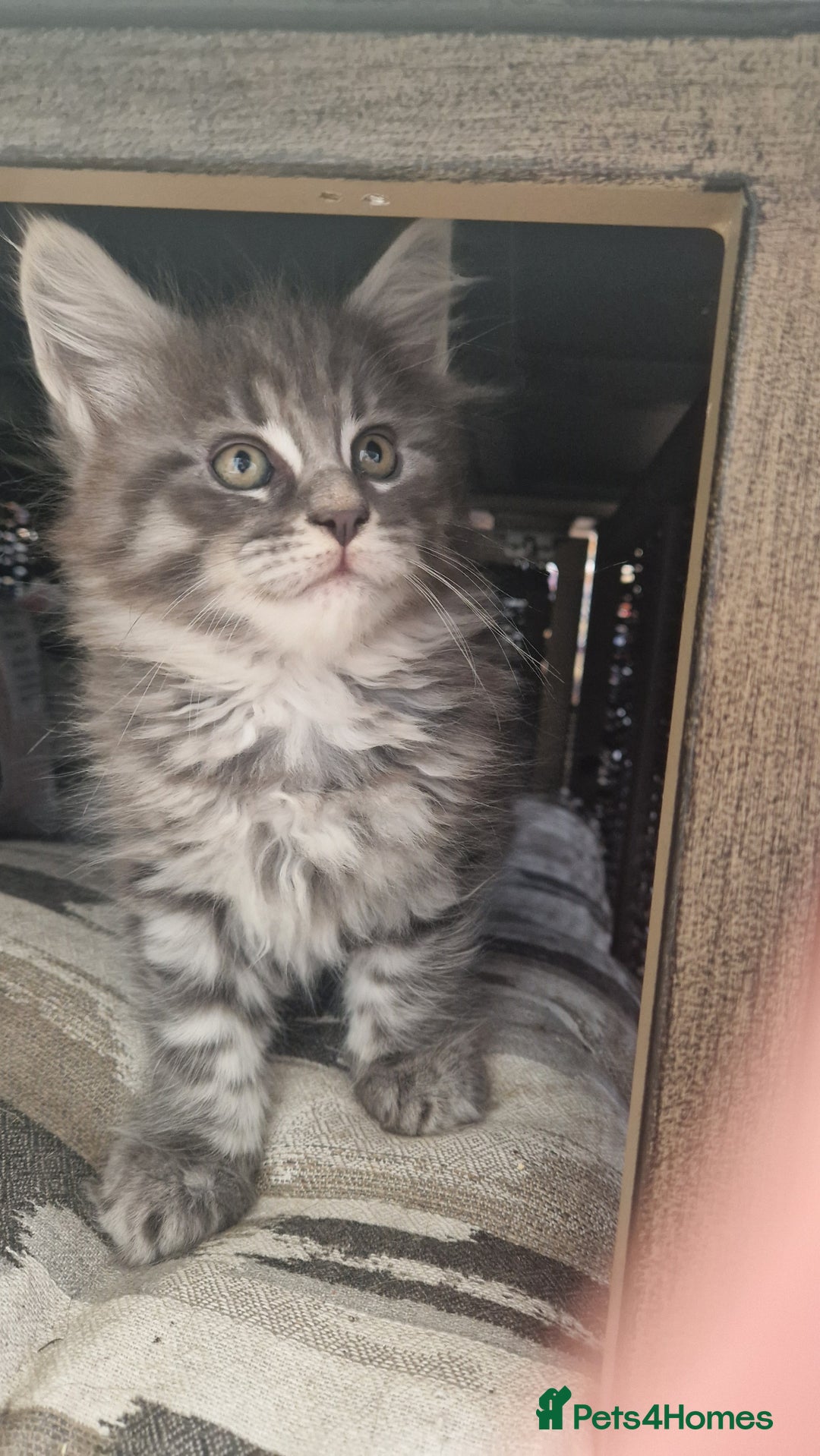 Maine Coon cats for sale: Mainecoon kitten - Image 1