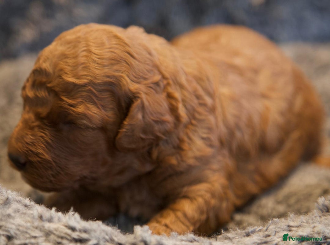 Cavapoo dogs for sale: Gorgeous F1B Fox Red Cavapoo Puppies - Image 5
