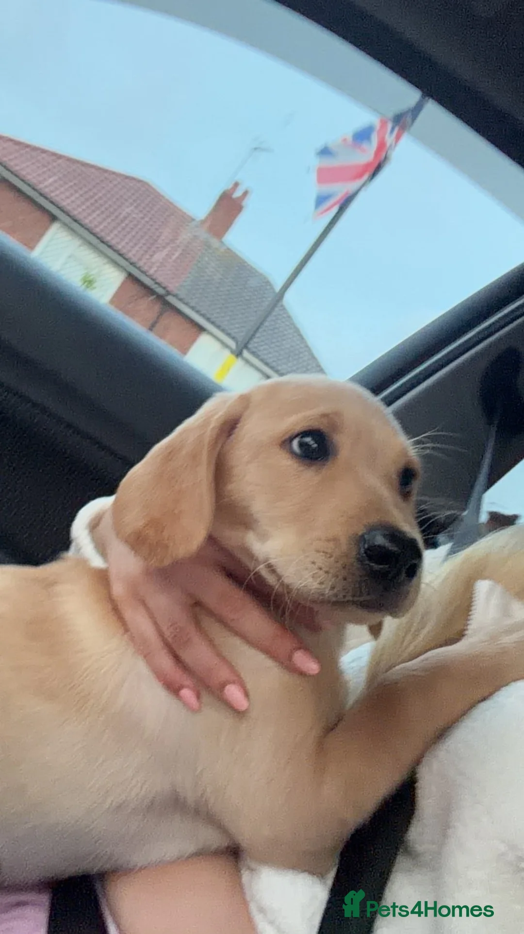 Labradoodle dogs for sale: Beautiful blonde labradoodle for sale - Advert 1