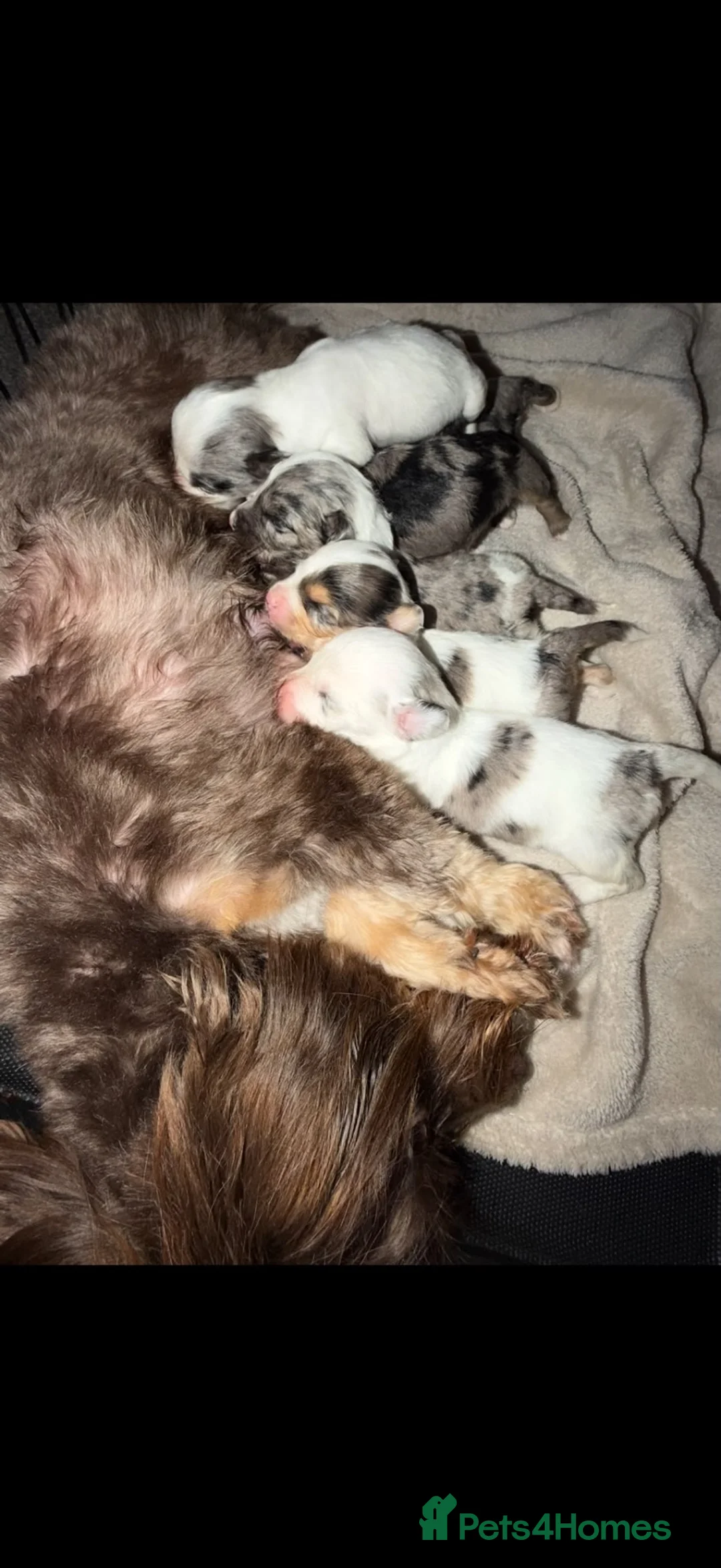 Yorkiepoo dogs for sale: Yorkiepoos for sale in Sevenoaks - Advert 1