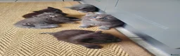 Mixed Breed cats for sale: Half Pedigree kittens - Advert 14