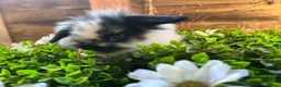Mini Lop rabbits for sale: Gorgeous pure Mini lops and mini lion lops  - Advert 11