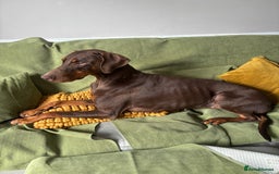Dobermann dogs for sale: 4 years old female Doberman  - Image 3