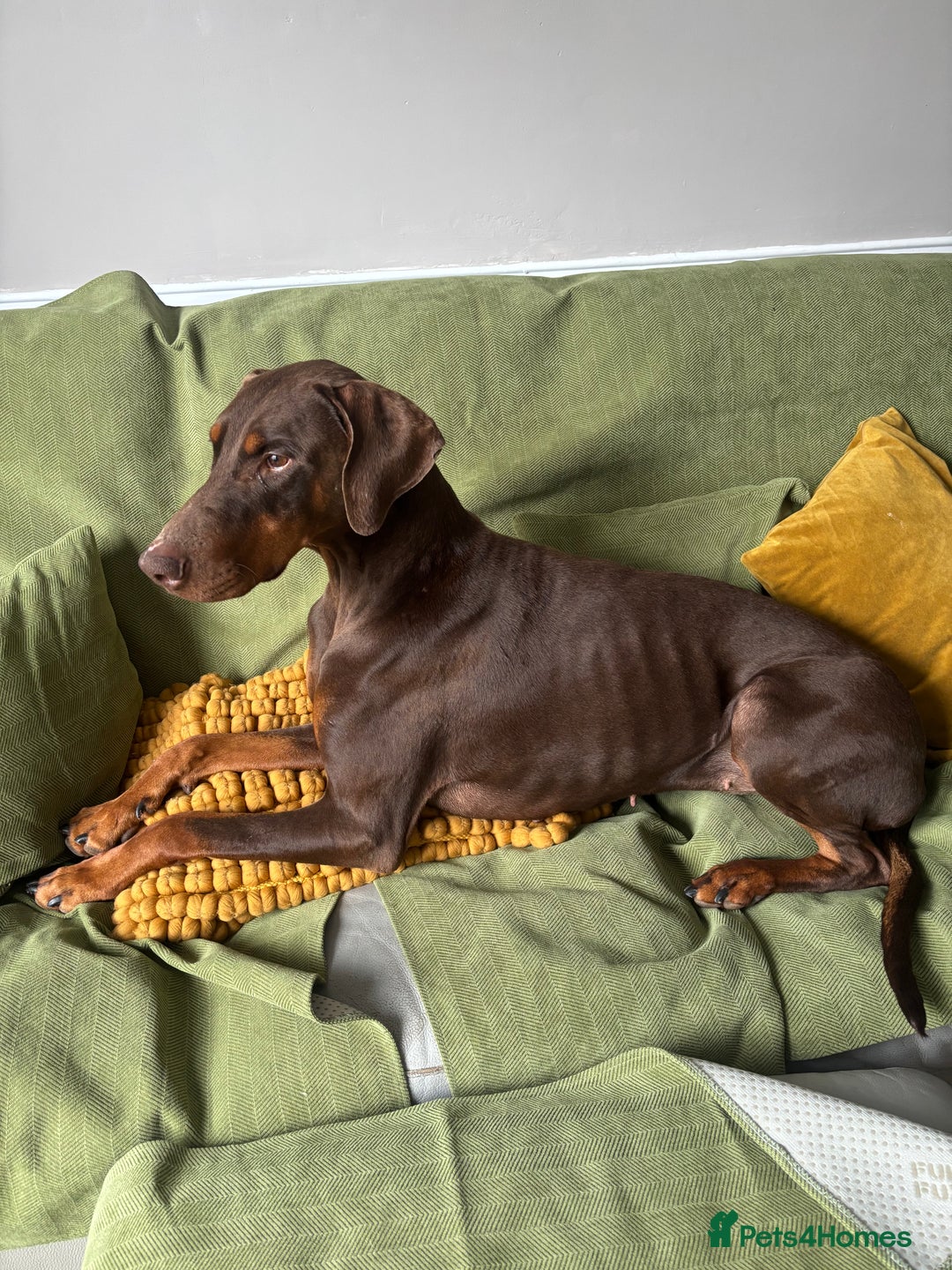 Dobermann dogs for sale: 4 years old female Doberman  - Image 3