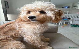 Cavapoo dogs for sale: 8 month old cavapoo for sale  - Image 3