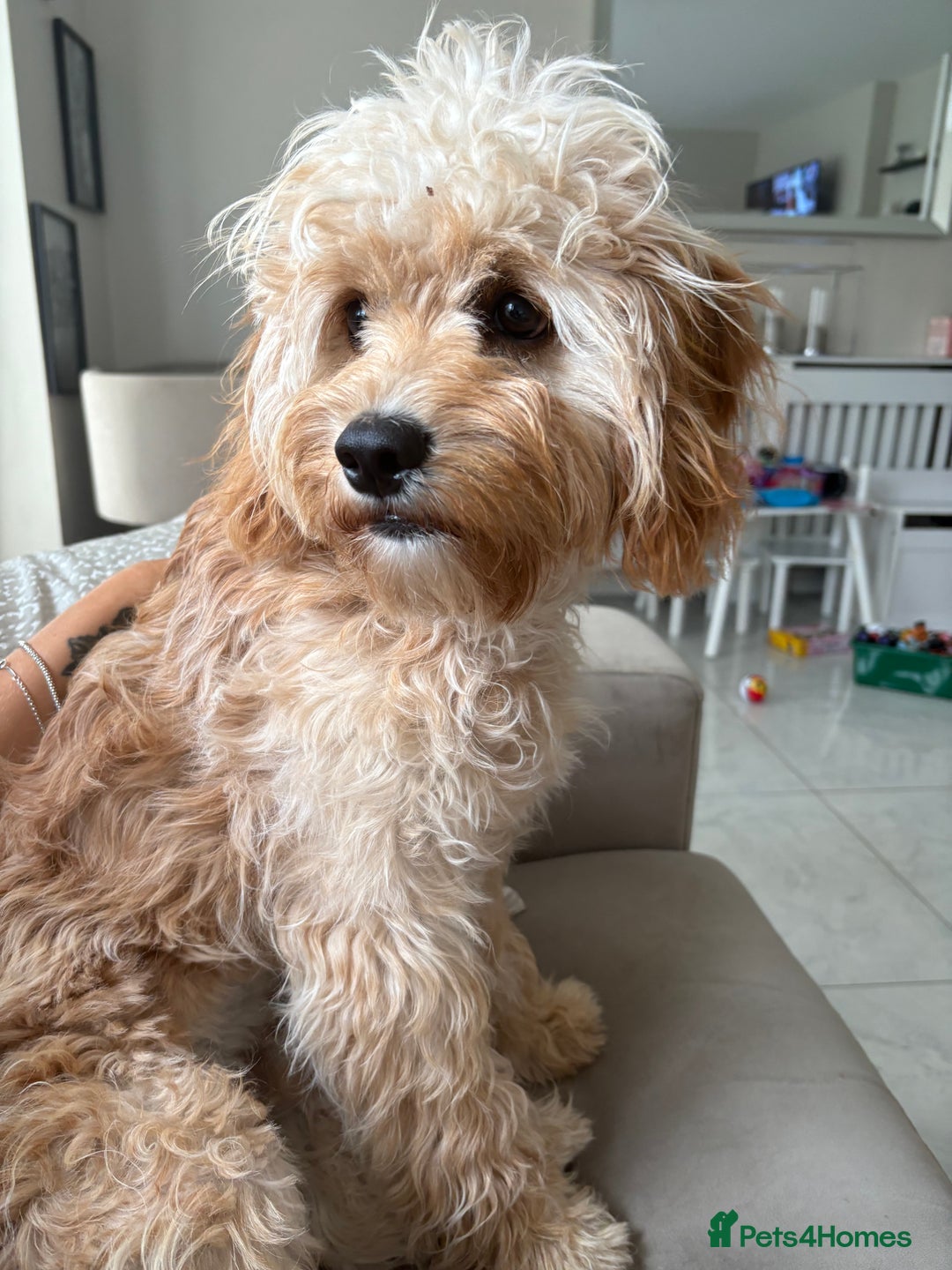 Cavapoo dogs for sale: 8 month old cavapoo for sale  - Image 3