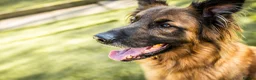 German Shepherd dogs for adoption: Biggie - Advert 2
