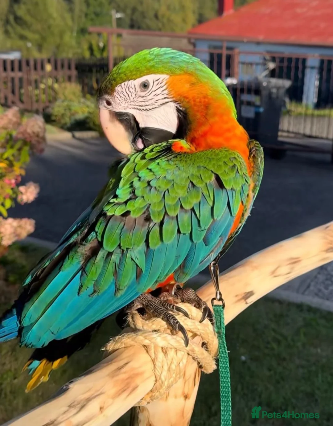 Macaws birds for sale: Tame Rare harlequin macaw  in Stratford-upon-Avon - Advert 2