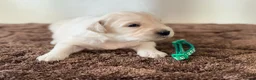 Golden Retriever dogs for sale: 🐾✨BEAUTIFUL GOLDEN RETRIEVER PUPS 🐾✨ in Maidstone - Advert 6