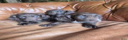 Cocker Spaniel dogs for sale: Cocker spaniel puppies - Advert 3